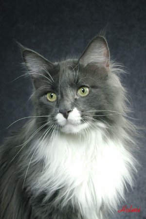 zak-maine-coon-cat