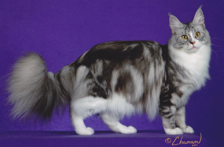 luna-channan09-1