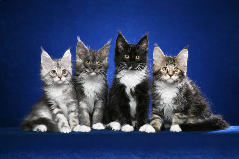 2010-09-08-MaineCoonKittens.114163602_std